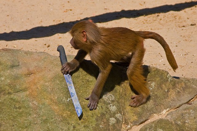 Brazil-monkey-Drunk-armed-with kitchen-knife chases-bar-patrons-brazil